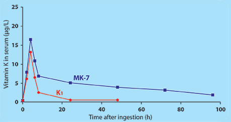 Vitamin K1 halflife vs MK-7 halflife